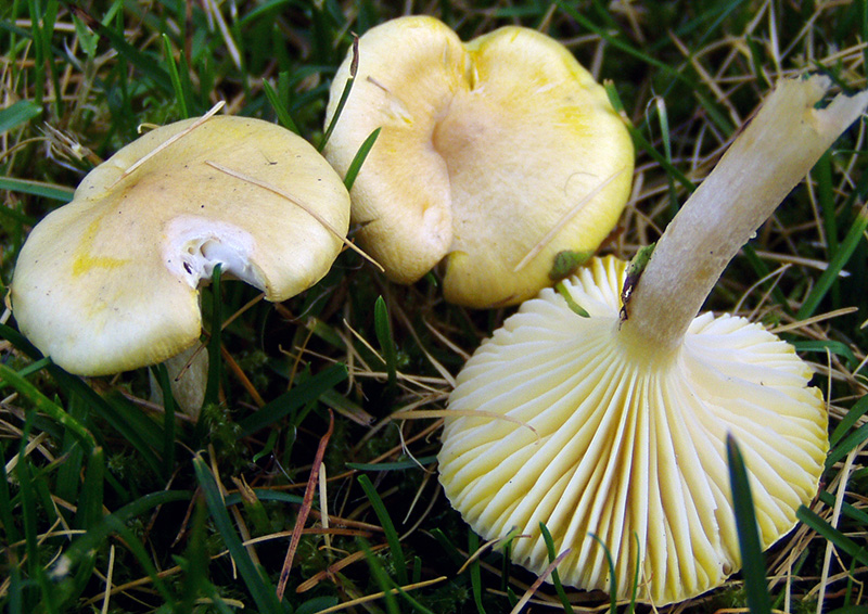 Hygrophorus lucorum  & Winter